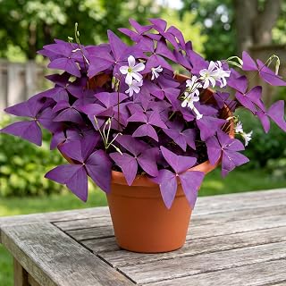 Purple Shamrock 10-15 Bulbs Lucky Plant Indoor Decor Easy Plant (15) | Good luck plant,Purple butterfly like leaves,Day-night leaf movement,Indoor decorative plant,Low maintenance