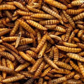 UK GROW Premium - 5L - Calci worms -Black soldier fly lave Similar to Dried Mealworms (5L)