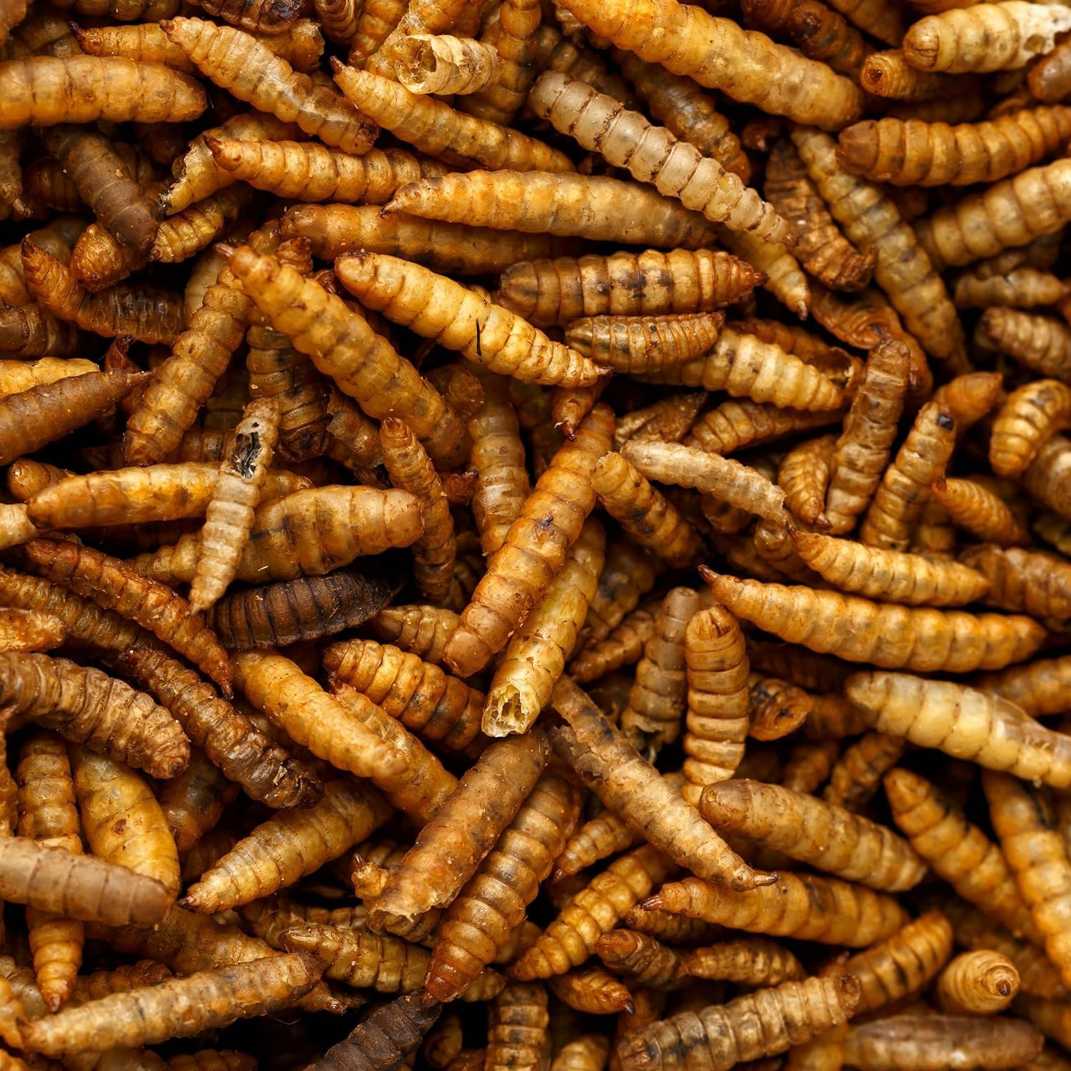 UK GROW Premium - 5L - Calci worms -Black soldier fly lave Similar to Dried Meal