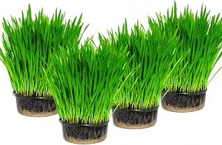 Cat Grass x 4 Pack (Grow your own kits) By Cat FurNature | Grow Your Own Kits