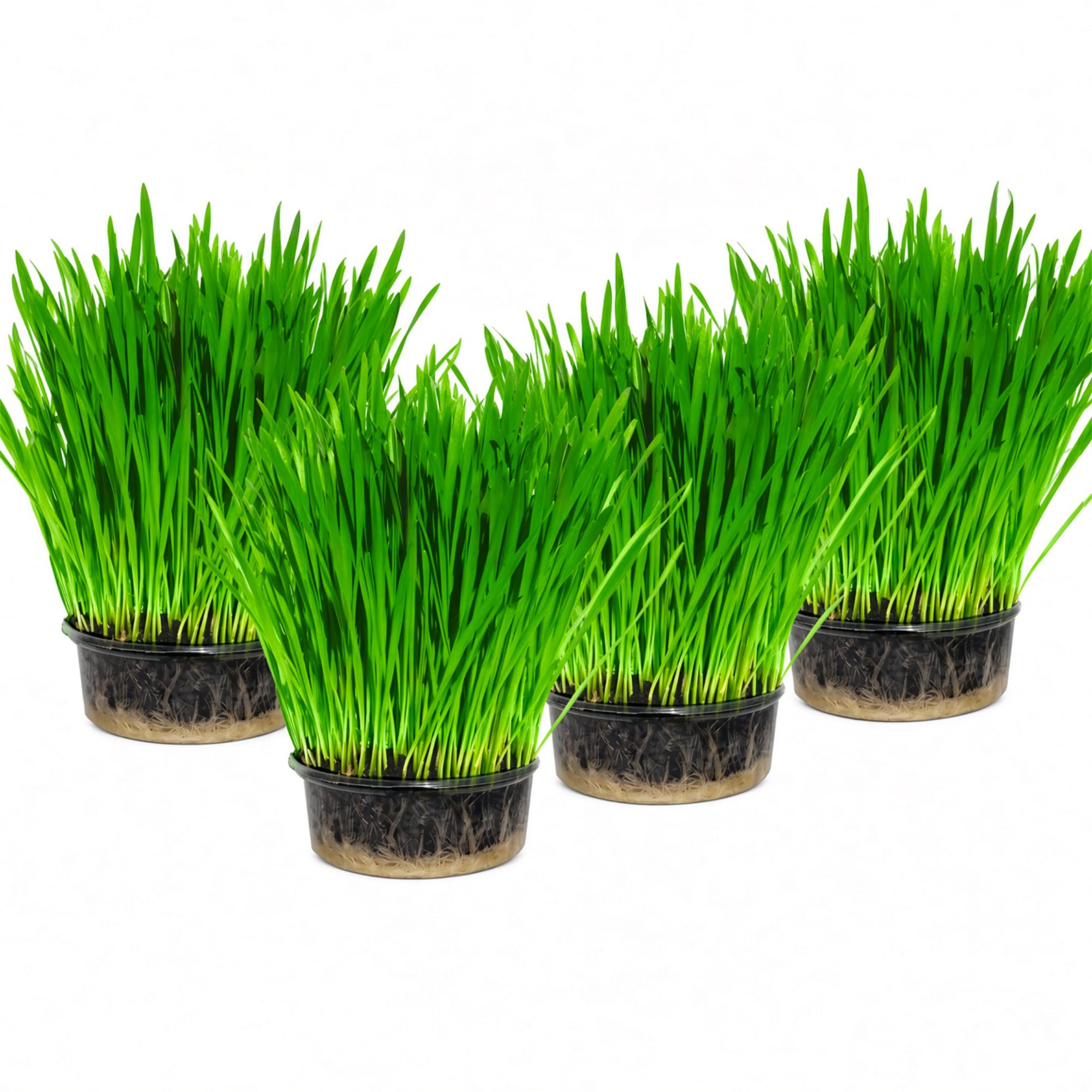 Cat Grass x 4 Pack (Grow your own kits) By Cat FurNature | Grow Your Own Kits