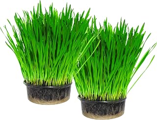 Cat FurNature - Cat Grass Kit x 2 (Grow your own)