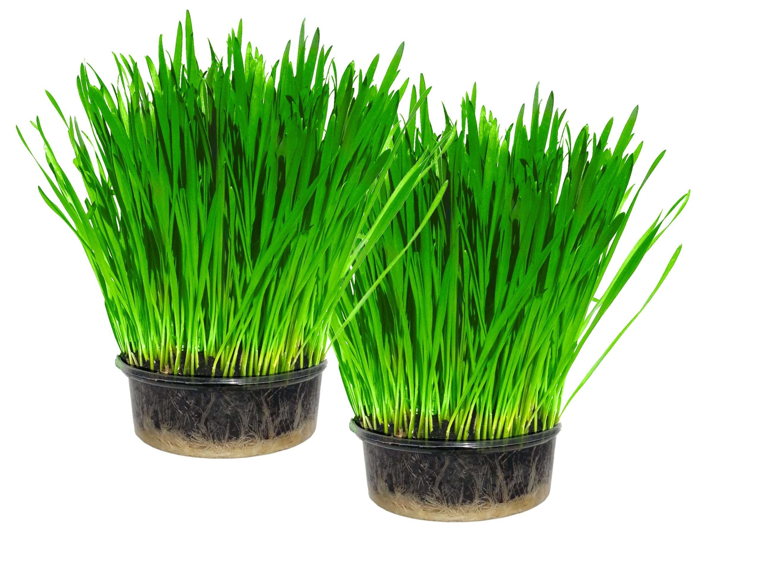 Cat FurNature - Cat Grass Kit x 2 (Grow your own)