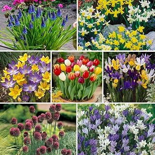 YouGarden 300 Spring Flowering Bulb Mixed Pack | 300 Bulbs, 7 Varieties, Bulk Buy Collection, Ready for Autumn Planting