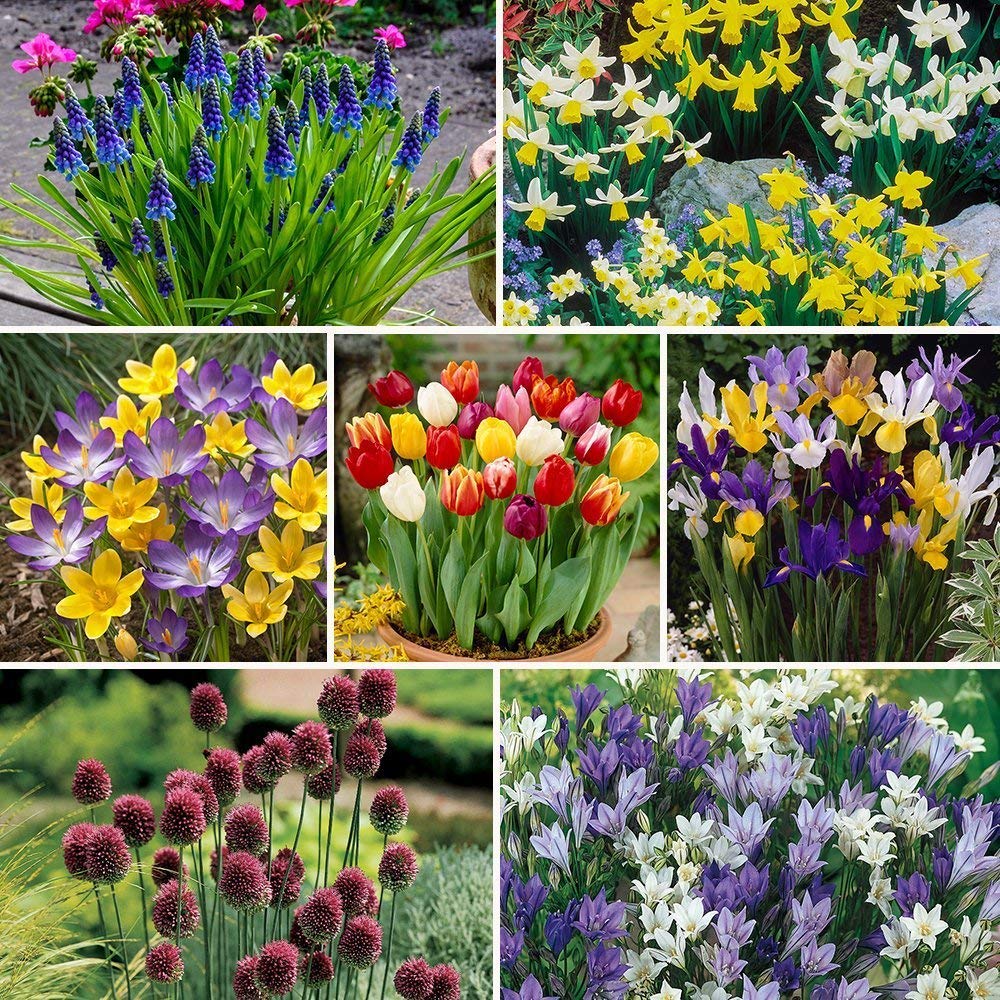 YouGarden 300 Spring Flowering Bulb Mixed Pack | 300 Bulbs, 7 Varieties, Bulk Bu