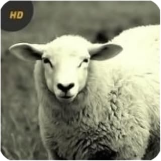 Sheep Sounds