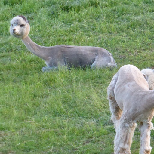 Baby Alpaca Wallpaper -- HD Wallpapers of Baby Alpaca!