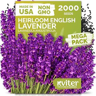 2000 English Lavender Heirloom Herb Seeds, Lavandula Angustifolia | True Lavender Flowers, Heirloom Seeds for Planting Outdoors, Perennial Herb Seeds for Outdoor Garden, Flower Beds