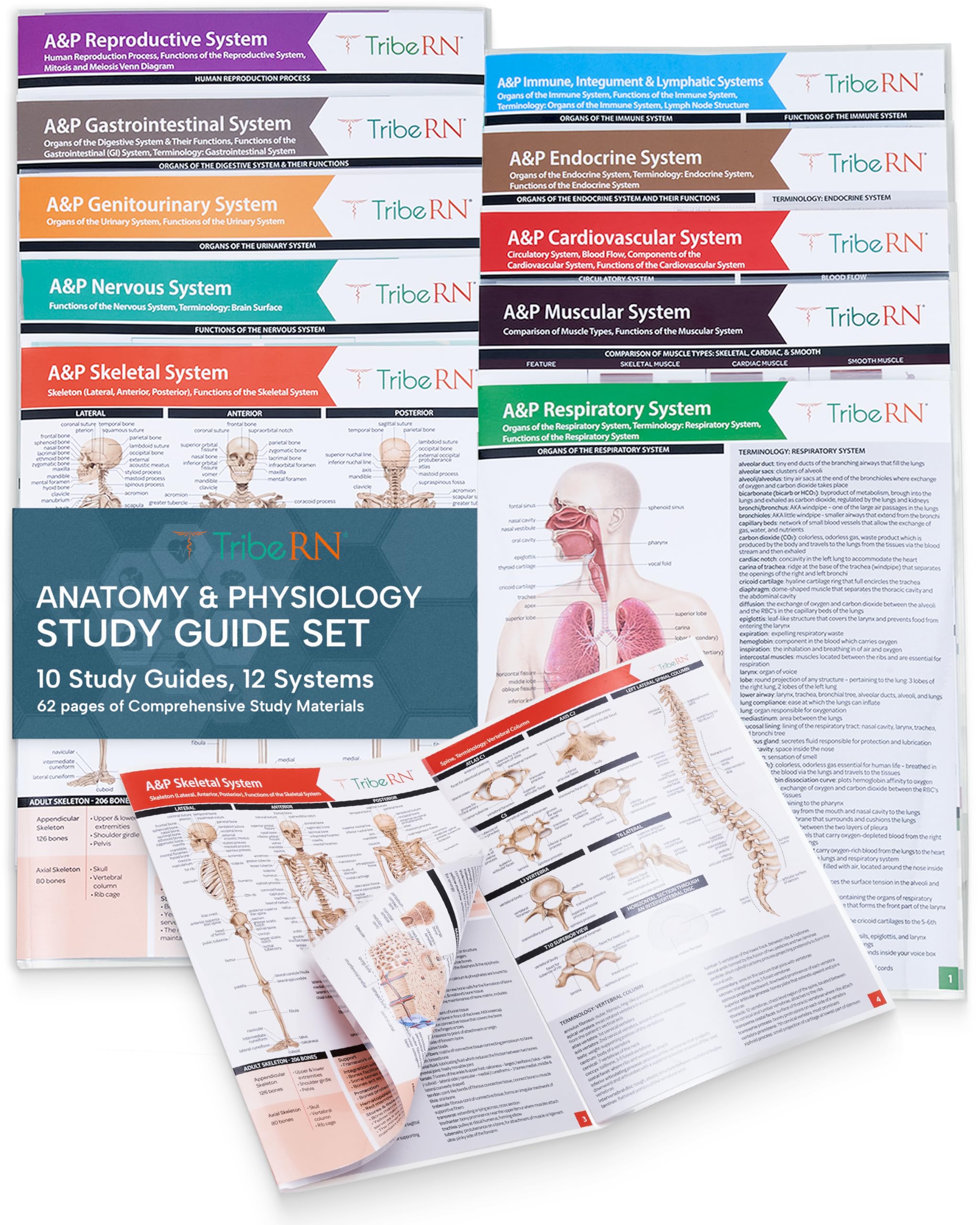 TribeRN Anatomy & Physiology Study Guides - Set of 10 Human Anatomy Guides for N