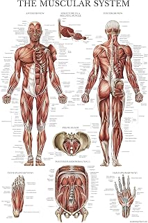 Palace Learning Muscular System Anatomical Poster - LAMINATED - Muscle Anatomy Chart - Double Sided (18" x 24")