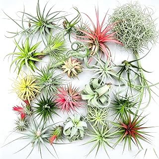 12 Pack Mixed Live Air Plants, Bulk Tillandsia Succulent Variety Pack, Easy Care No Soil Perennial Plants, Repeat Blooming Indoor Outdoor Decor for Terrarium, Vertical Garden, Wedding & Party Favors