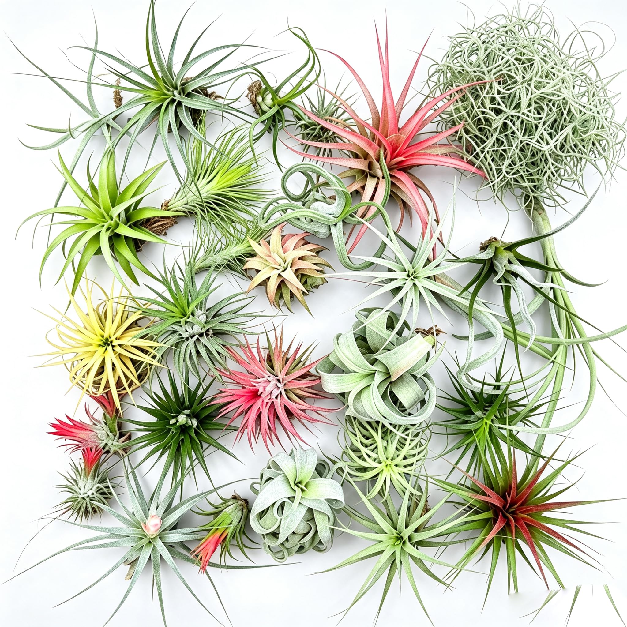 12 Pack Mixed Live Air Plants, Bulk Tillandsia Succulent Variety Pack, Easy Care