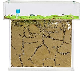 AntHouse - Natural Sand Ant Hill | Acrylic T BIG Kit 25x20x1,5 cm | Ant Farm
