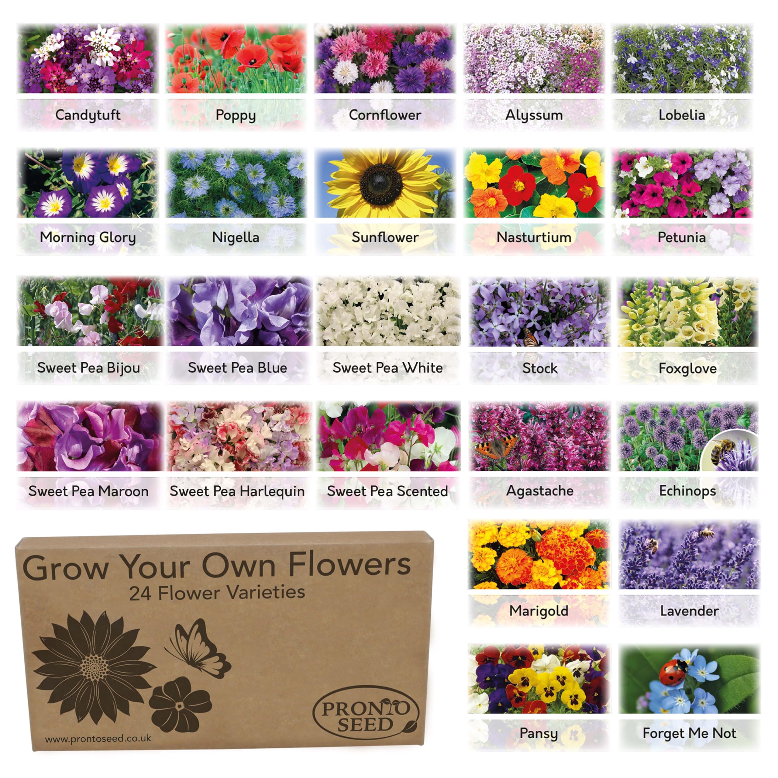 Pronto Seed Bumper Flower Grow Your Own Kit - 24 Varieties | Over 3,100 seeds ac