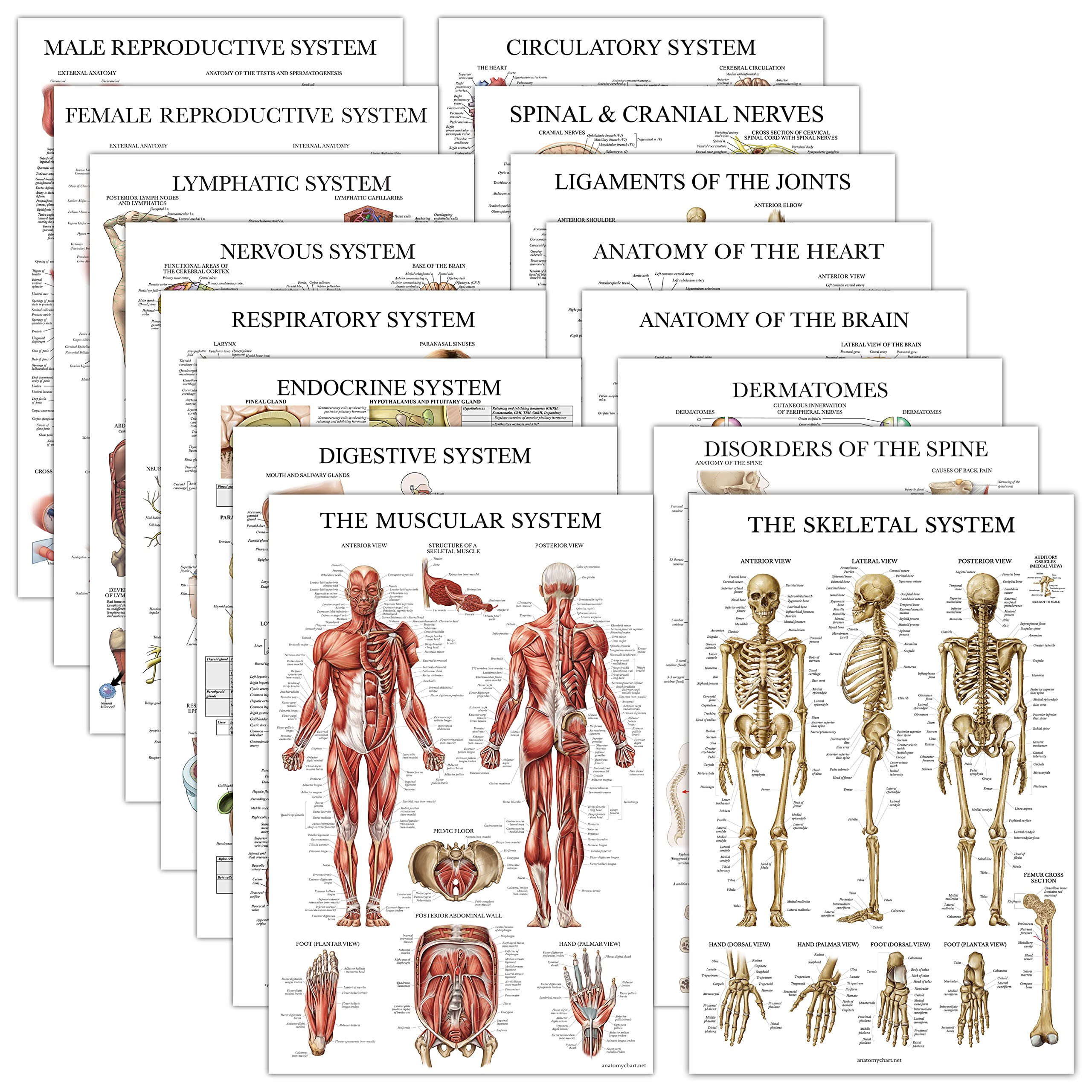 16 Pack - Anatomical Posters - Laminated - Muscular, Skeletal, Digestive, Respir