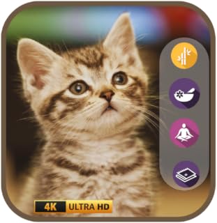 Meow & Meditate: Peaceful Music for Cats and Cat Lovers
