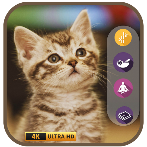 Meow & Meditate: Peaceful Music for Cats and Cat Lovers