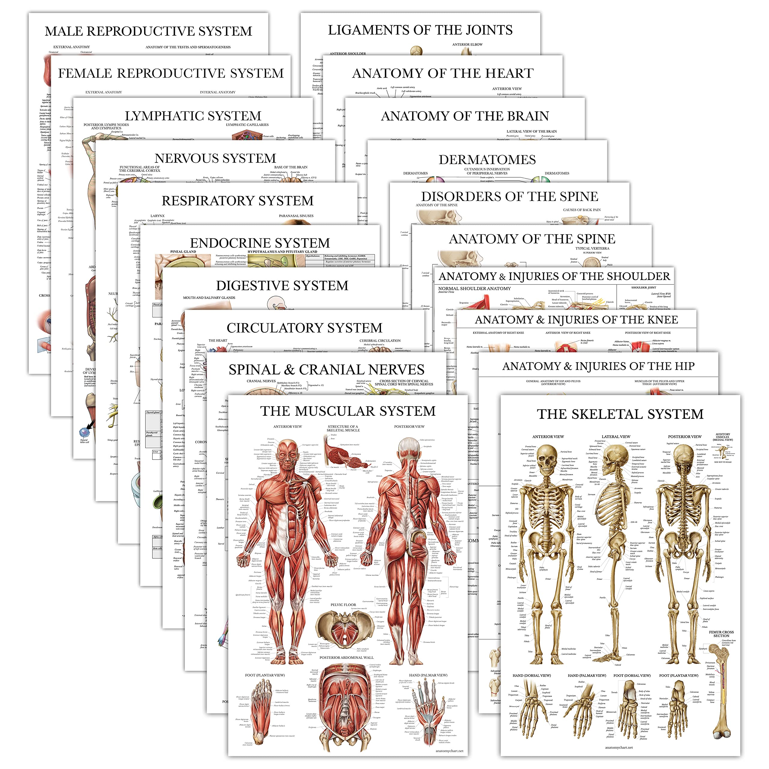 20 Pack - Anatomical Posters - Laminated - Muscular, Skeletal, Digestive, Respir