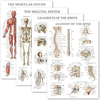 Palace Learning 4 Pack - Anatomical Poster Set - Laminated - Muscular, Skeletal, Ligaments of the Joints, Anatomy of the Spine - Anatomy Chart Set (LAMINATED, 18” x 24”)