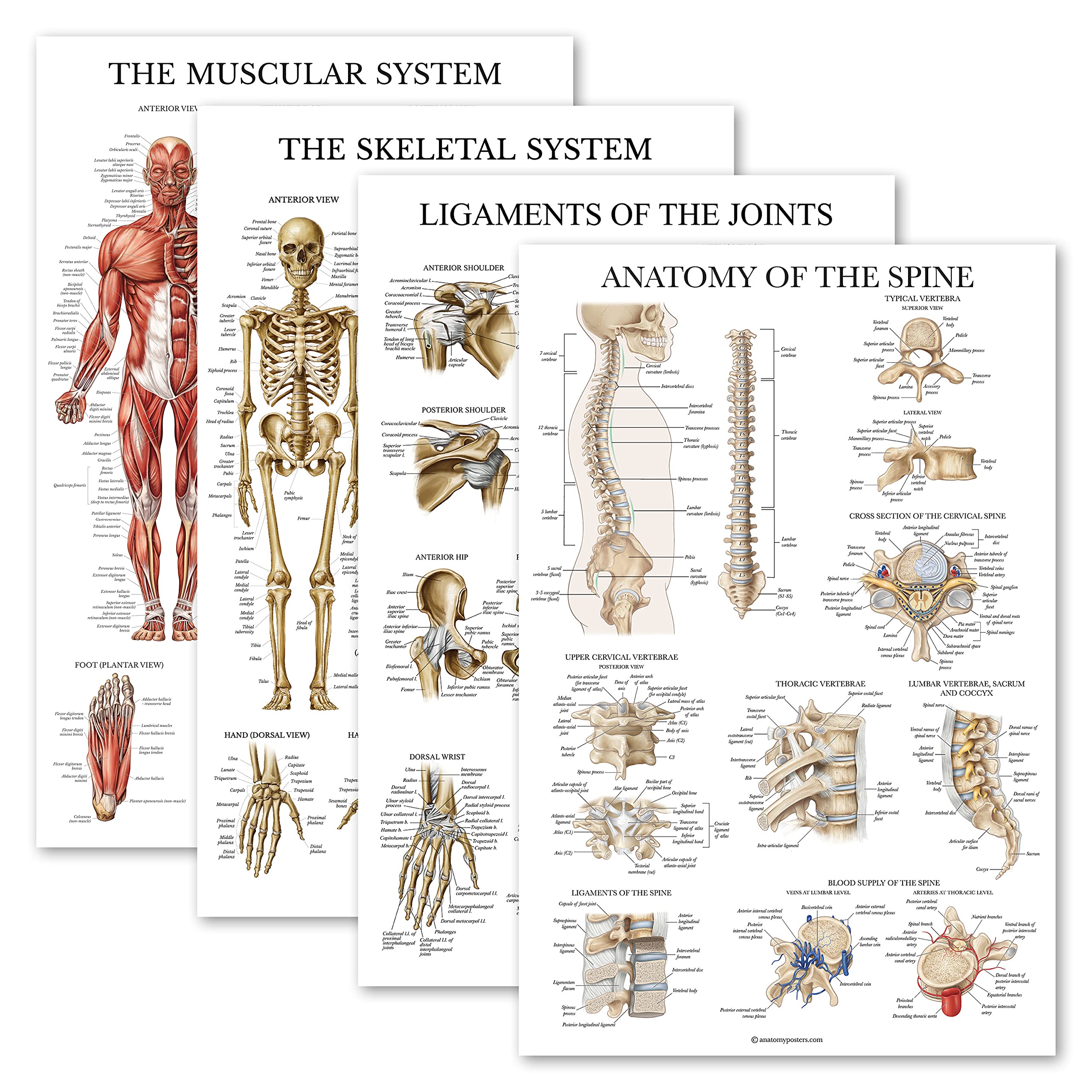 Palace Learning 4 Pack - Anatomical Poster Set - Laminated - Muscular, Skeletal,